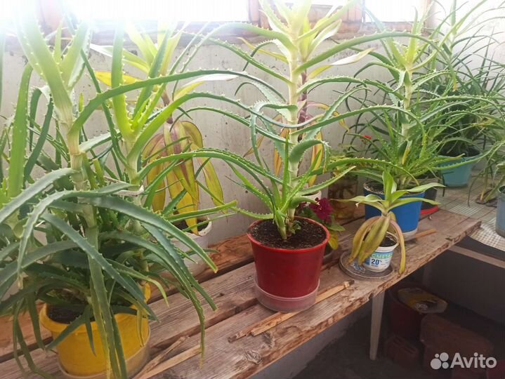 Алоэ лечебный