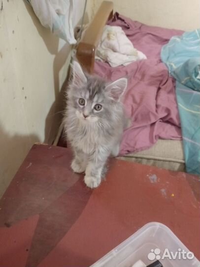 Котята мейн-кун