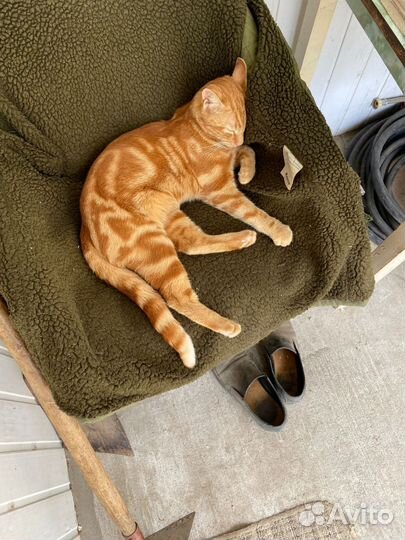 Молодой котик