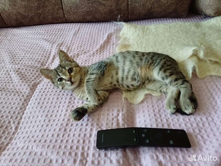 Кошечка в добрые руки бесплатно