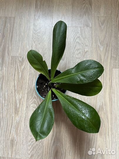 Филодендрон кустовой