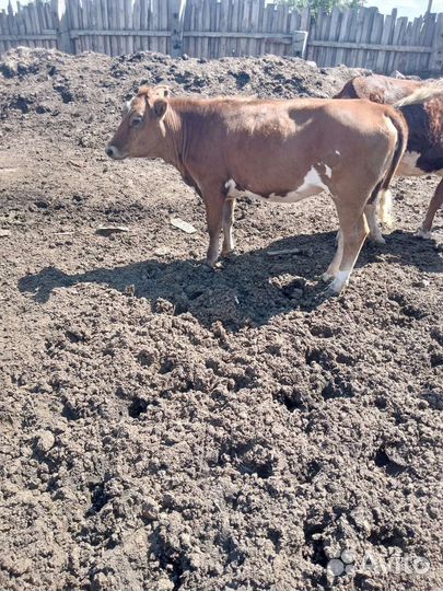 Продам телку 1.5 годовалую