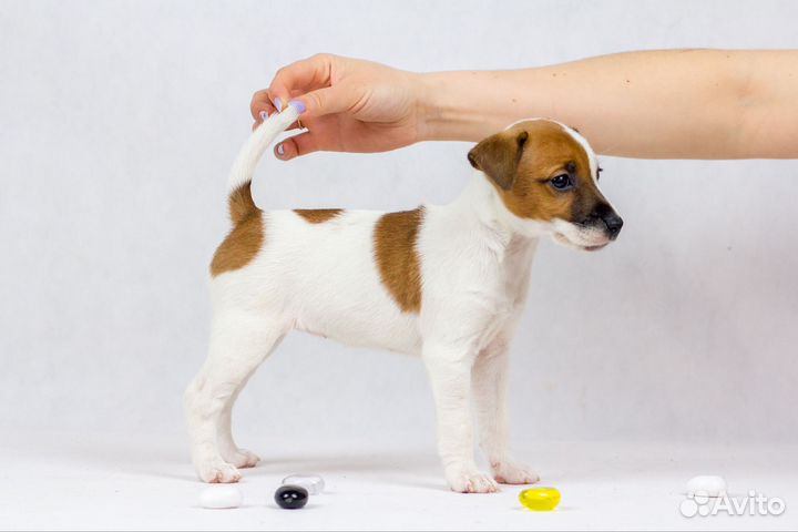 Щенки Парсон Рассел терьер