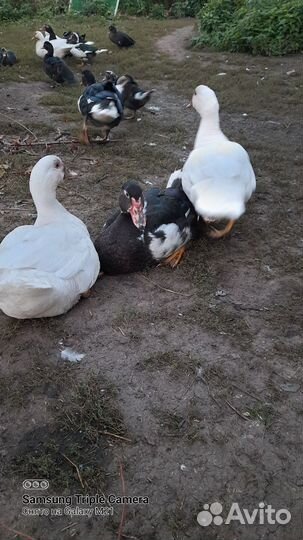 Индоутки,селезни молодые петухи