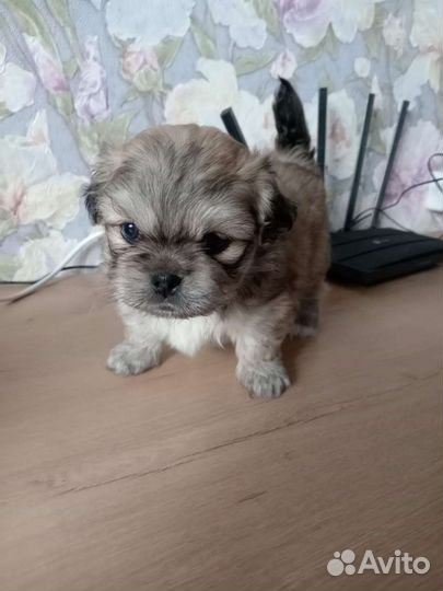 Пекинес