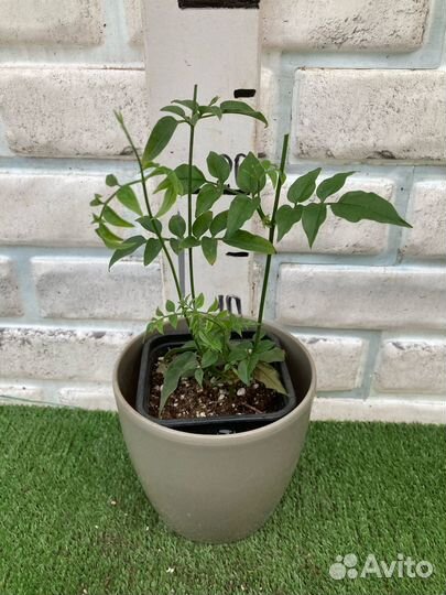 Жасмин комнатный из частной теплицы