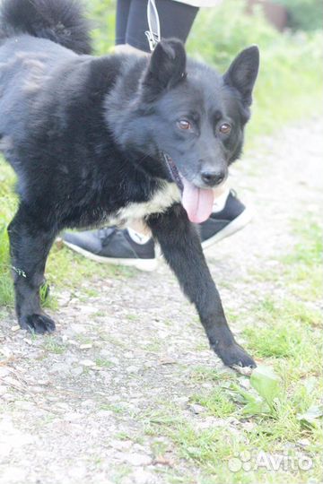 Собака в добрые руки отдам бесплатно