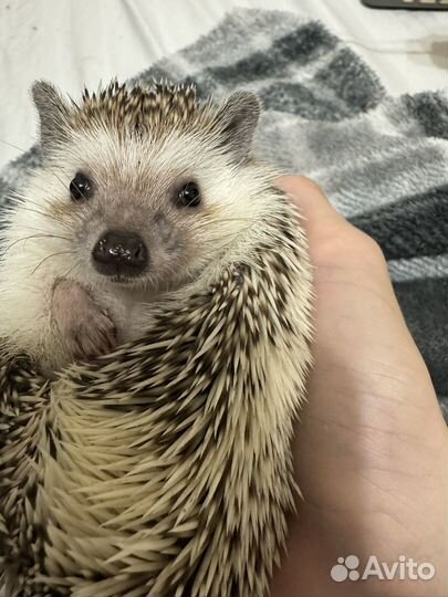 Африканский ежик