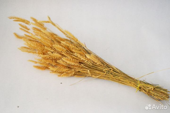 Сухоцветы, гелихризум, ковыль овес, пампас, пальма