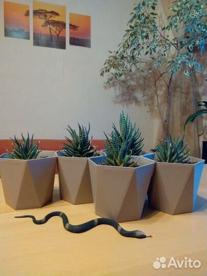 Аглаонема, Пеперомия, Сансевьерия, Хавортия