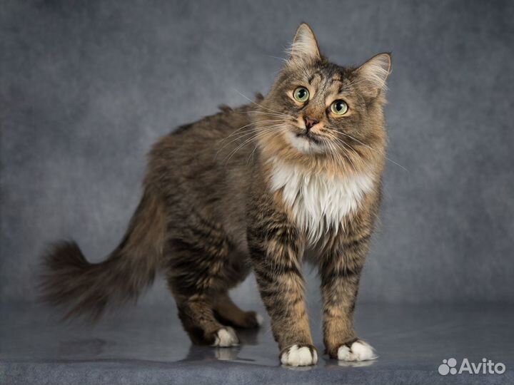 Кот Капитан Джек Воробей - ласковый сибиряк