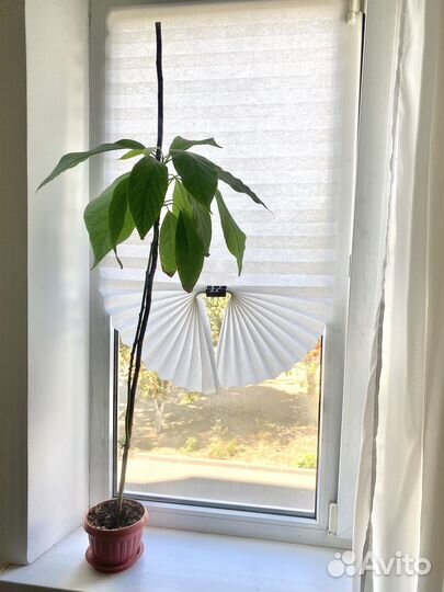 Цветок авокадо в горшке