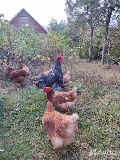 Куры несушки