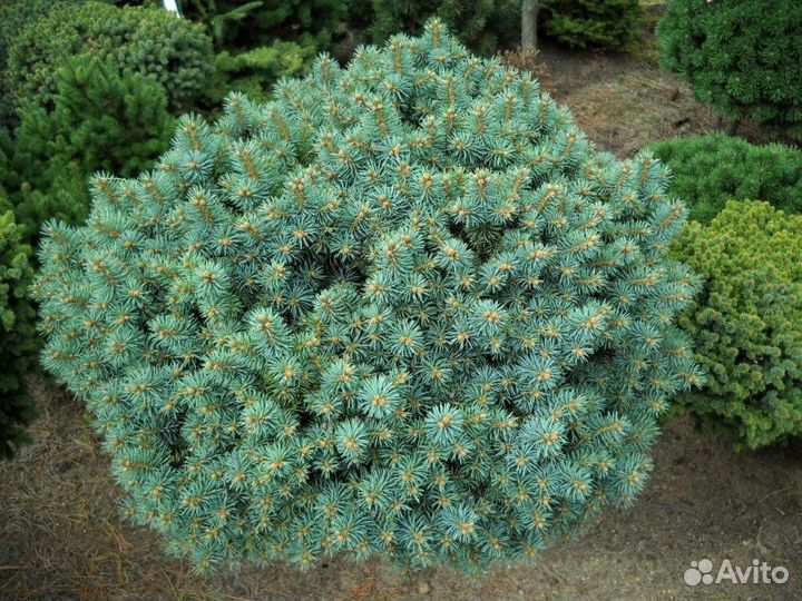 Ель колючая Брайнек С5