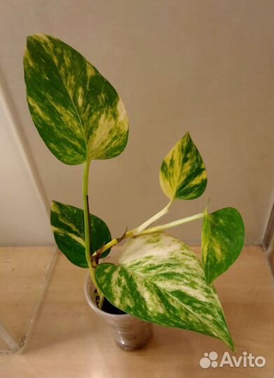 Сциндапсусы и сингониумы