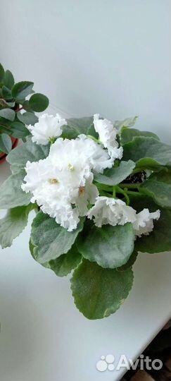 Комнатные цветы.Фиалки