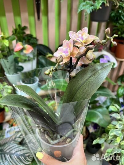 Орхидея фаленопсис мини бабочка
