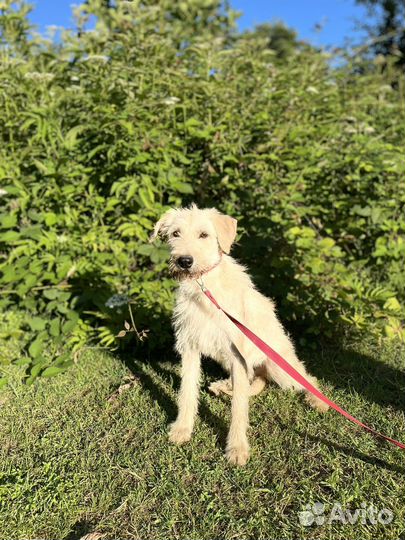 Очаровательный мальчик ищет дом