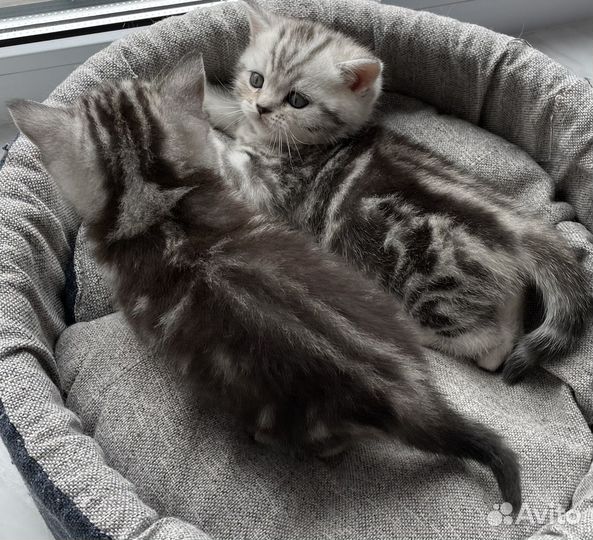 Шотландские котята