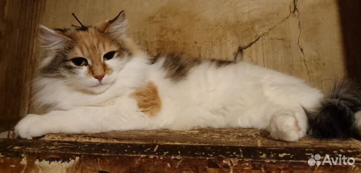 Кошка