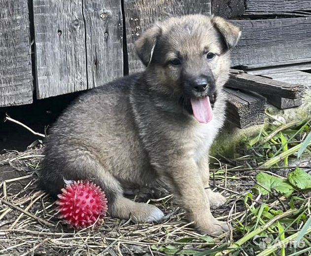 Рэм - крупный щенок-мальчик в дар