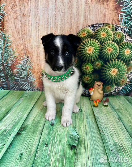 Изумительные щенки в добрые руки