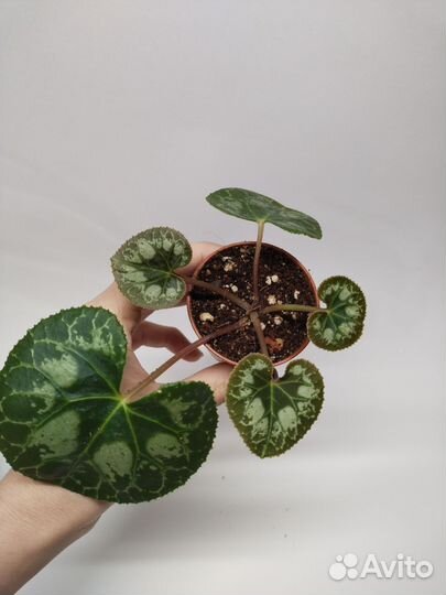 Цикламен персидский