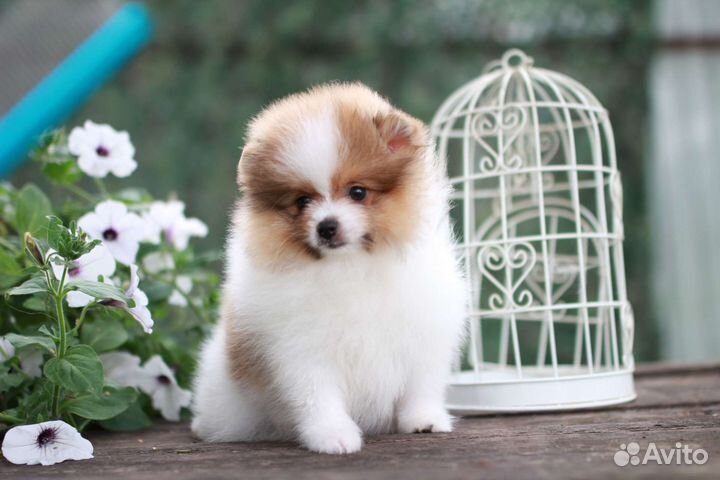 Померанский шпиц