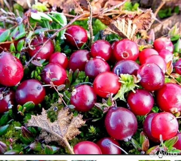 Клюква свежая