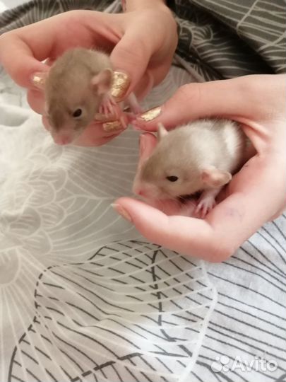 Декоративная крыса