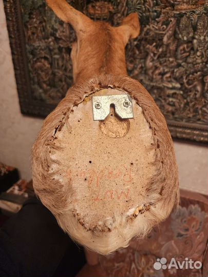 Чучело головы оленя