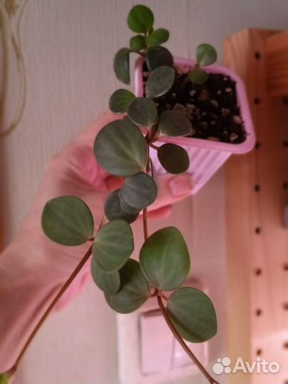 Пеперомия Хоуп