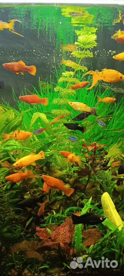 Моллинезии и меченосцы