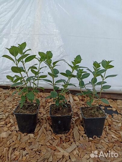 Гортензия Самарская Лидия в П9