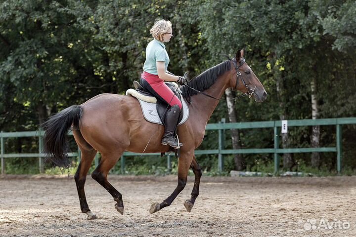 Аренда лошади, соревнования, конный спорт