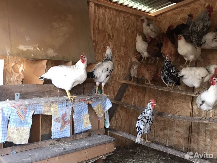 Куры несушки