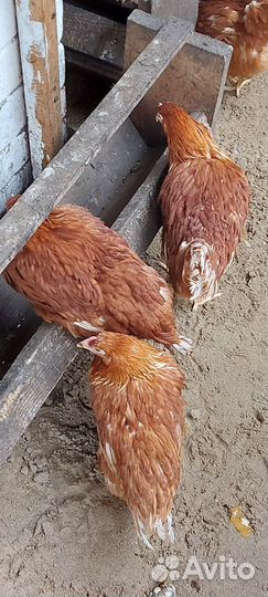 Куры несушки