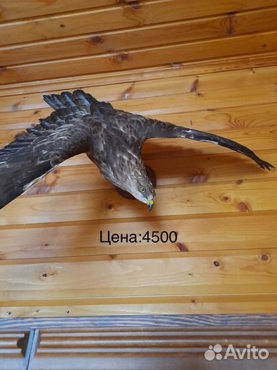 Чучело сокола и ястреба