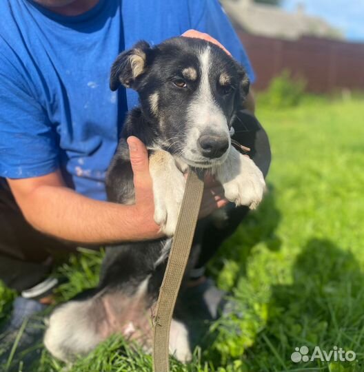 Собака в добрые руки отдам бесплатно