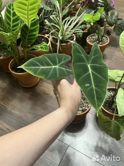 Домашние ароидные и не только от
