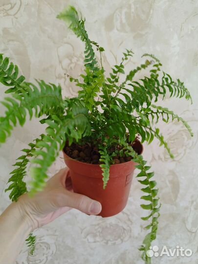 Папоротник нефролепис