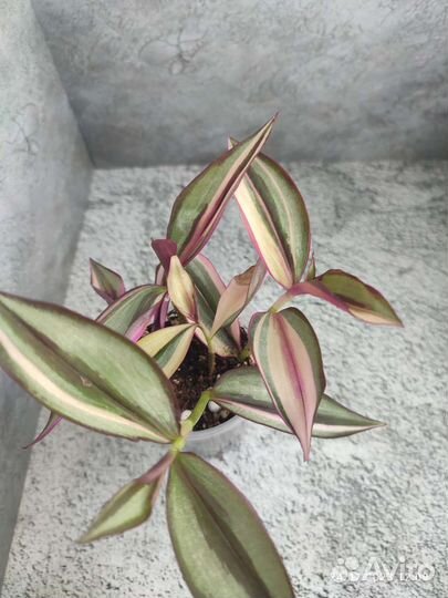 Традесканции, каллизия розовая