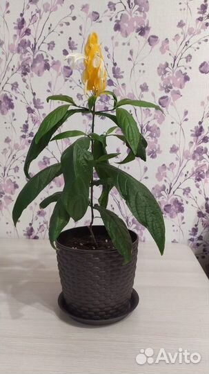 Денежное дерево толстянка крассула