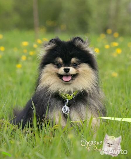 Вязка шпиц черно-подпалый