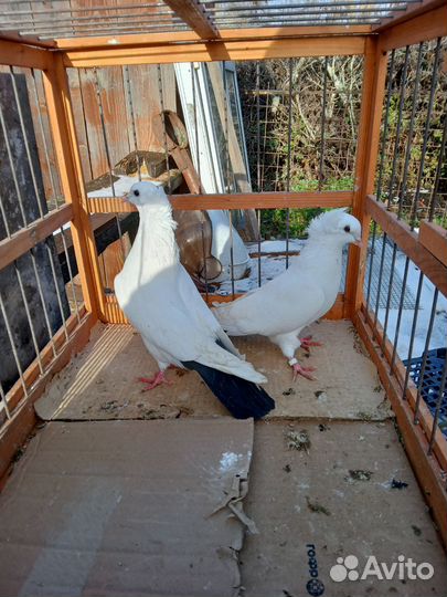 Продаются голуби сороки черные красные жёлтые