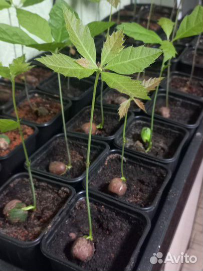 Красный дуб саженец зкс