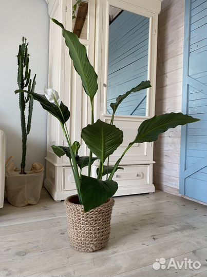 Спатифиллум Сенсация (Sensation) Антуриум Пандола