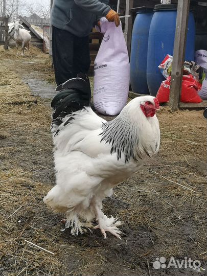 Инкубационное яйцо