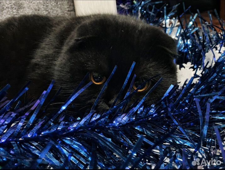 Шотландский кот вязка