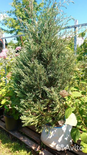 Можжевельник Мунглоу